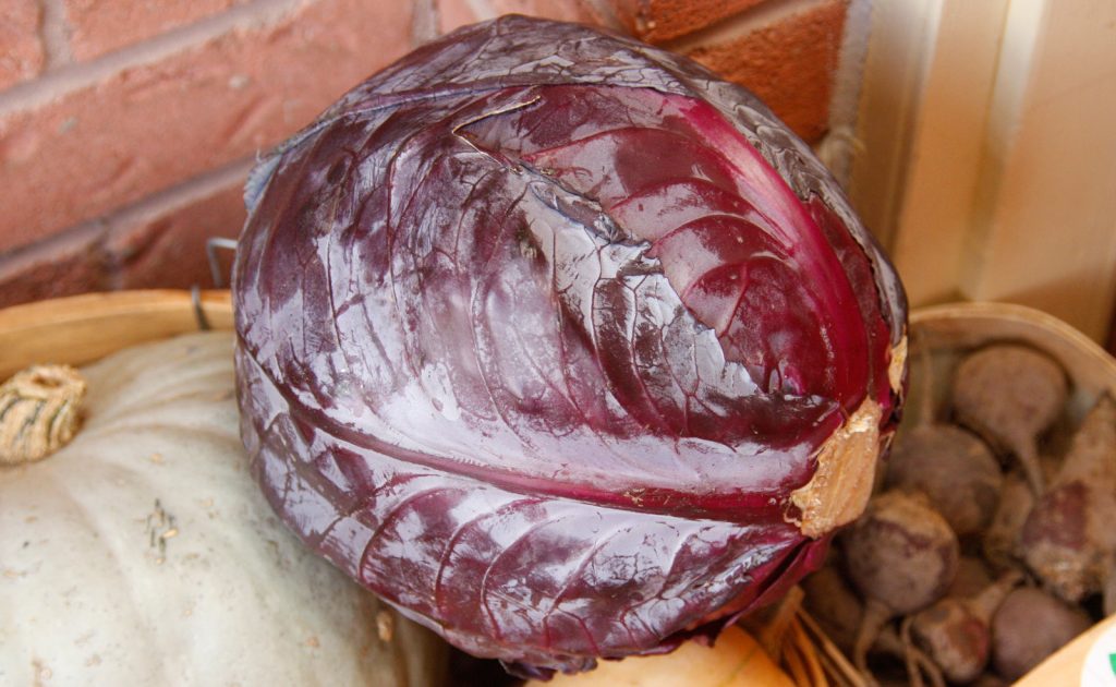 Red Cabbage